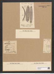 Gephyria media Arn. (de-Toni-Nr.: Genus 102, Species 3112) Zeichnungen Sammlung Grunow Nr. 6347 (NHMW-BOT-W0374994)